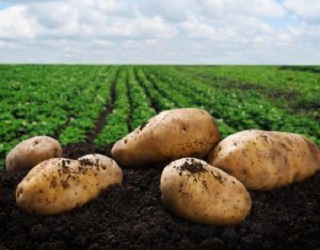 Захист картопляних полів від бур’янів проводять у два етапи